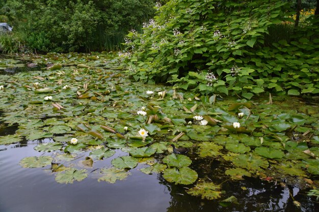 Foto reflectie van bomen in het water