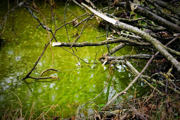 Foto reflectie van bomen in het water