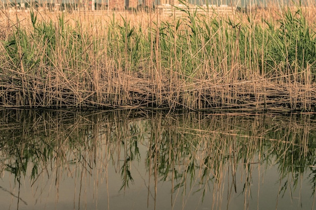 Foto reflectie van bomen in het water