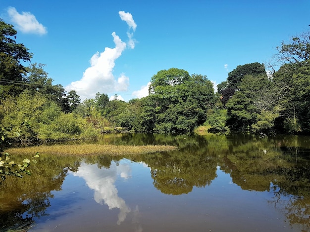 Reflectie van bomen in het water