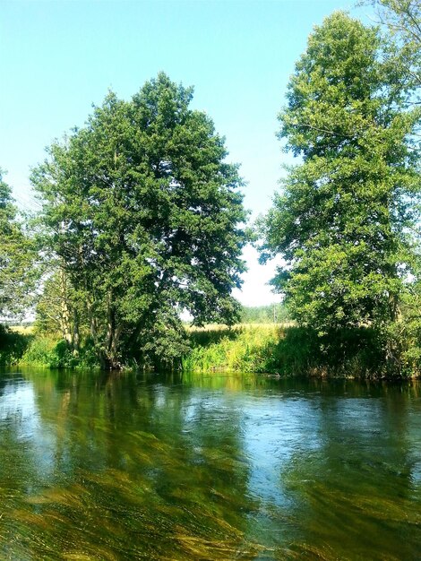 Foto reflectie van bomen in het water