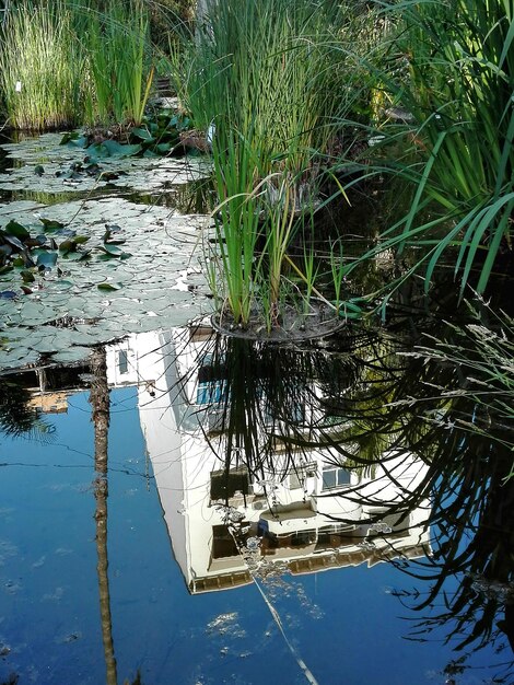 Reflectie van bomen in het water