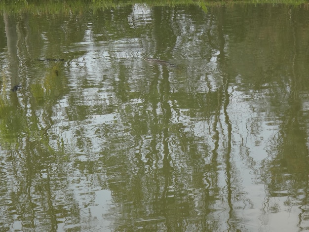 Foto reflectie van bomen in het water