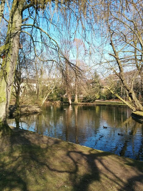 Reflectie van bomen in het water