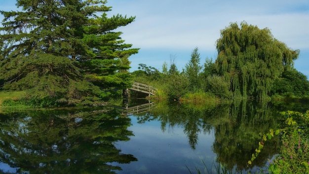 Reflectie van bomen op een rustig meer