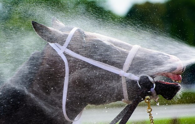 Reflectie van een man op een paard in het water