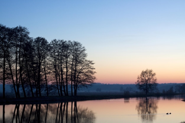 Reflectie van naakte bomen in het meer