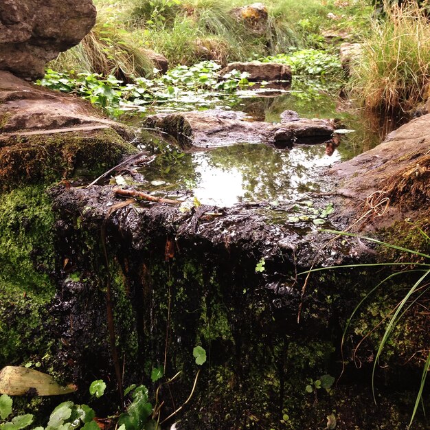 Foto reflectie van planten op de stroom