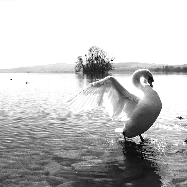 Reflectie van vogels in het water