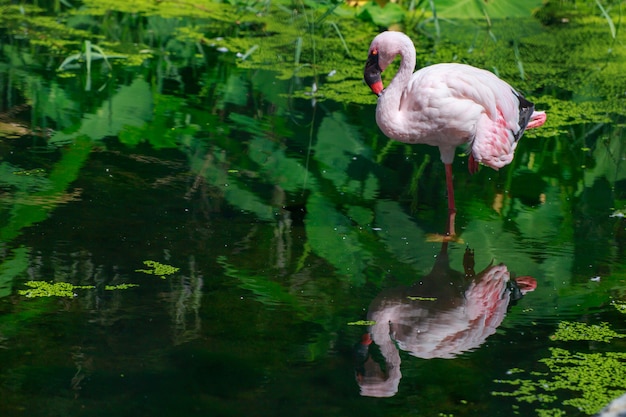 Reflectie van zilverreiger