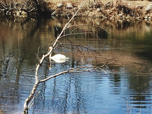 Reflection of bare tree in lake