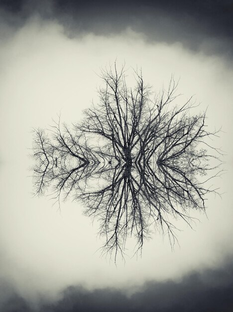 Photo reflection of bare trees on calm lake