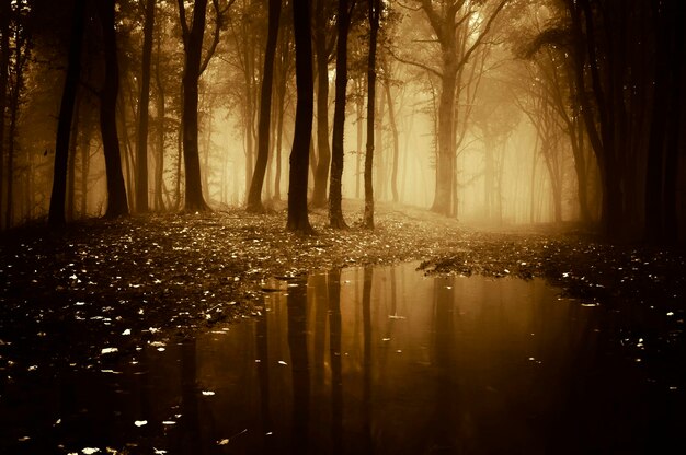 Photo reflection of bare trees in lake at forest