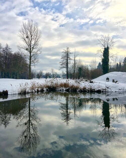 雪で覆われた湖の裸の木の反射