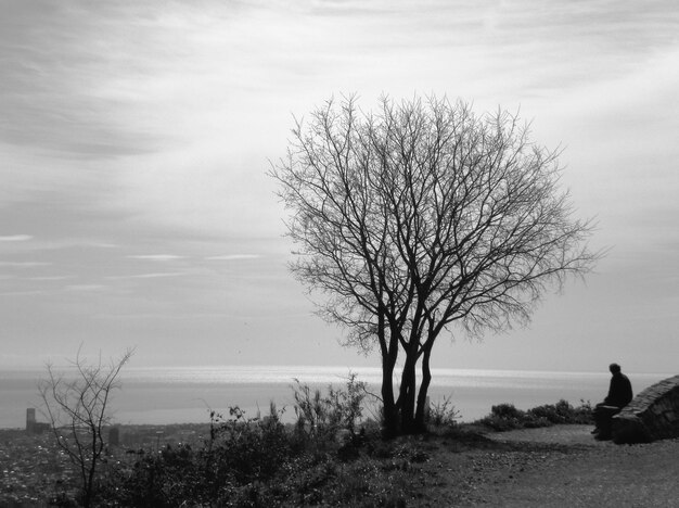 Reflection of bare trees in water