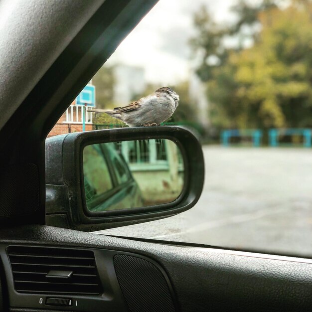 Photo reflection of a bird on side-view mirror