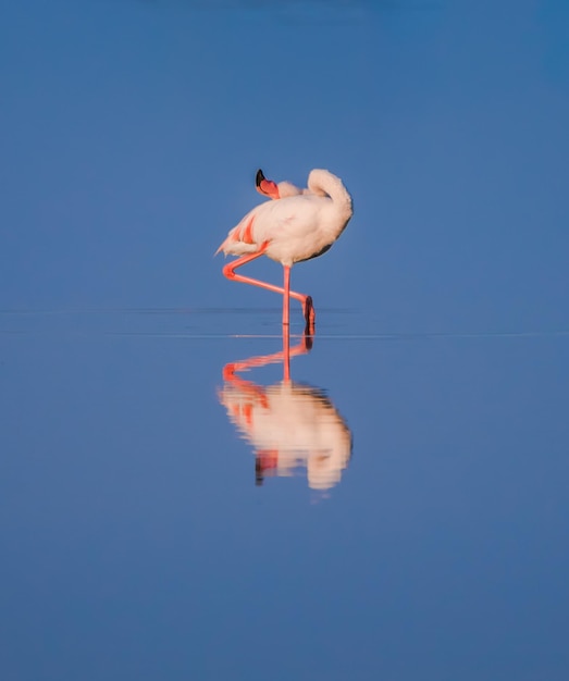 Photo reflection of bird on water