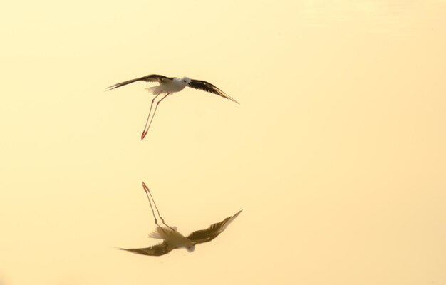 水中の鳥の反射