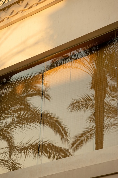 Reflection of branches of palm trees in the windows of a light building in a tropical country