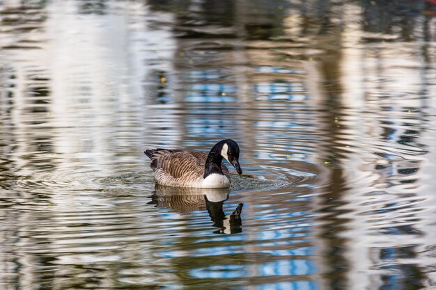 Photo reflection of canada goose in water