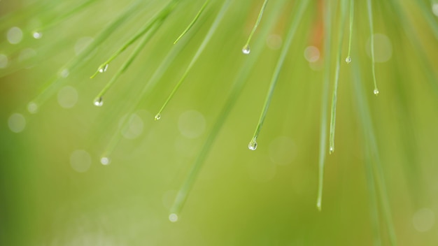 Отражение в каплях дождевой воды, качающейся с колючих сосновых листьев, капля воды, висящей на сосновой ветви.