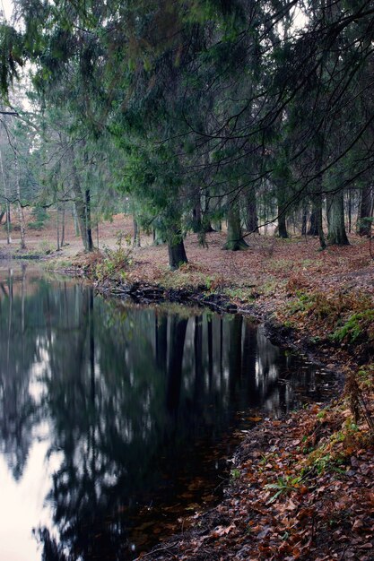 Reflection of fir trees in the water of a small forest
lake.