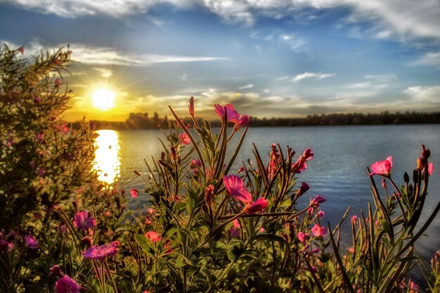 Reflection of flowers in lake at sunset