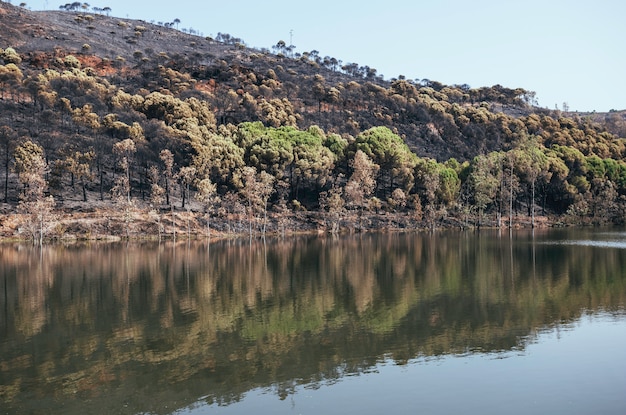 湿地の水域で燃やされた森の反射