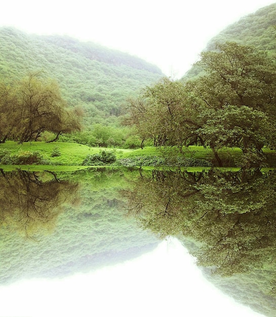 Photo reflection of forest trees and mountains in lake water