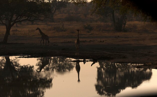 Photo reflection of giraffe in pond at forest