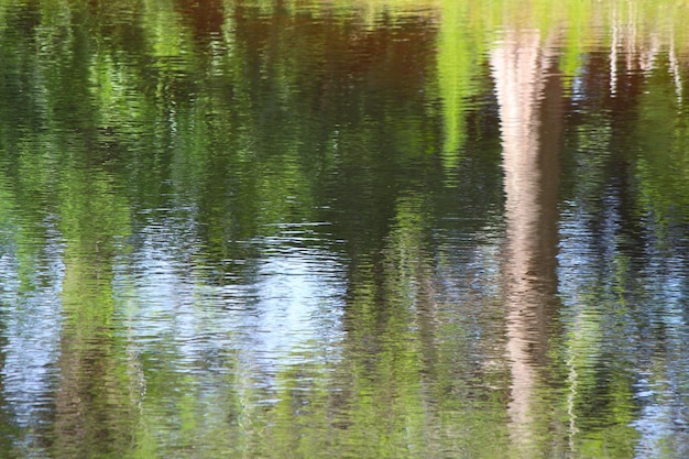 Foto riflesso dell'erba nel lago