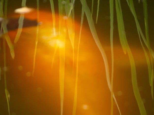 Reflection of grass on pond