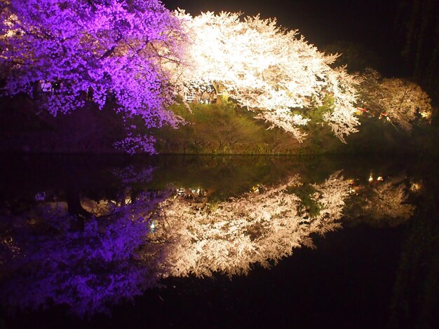 Photo reflection of illuminated trees on calm lake at night