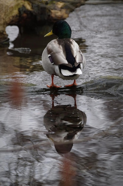 Photo reflection of mallard duck on lake