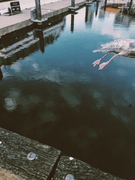 Reflection of man swimming in water