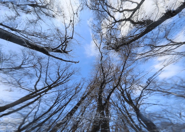 거울 겨울 숲에 반사