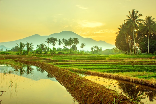 Reflection of the morning scenery in the blue rice fields and mountains