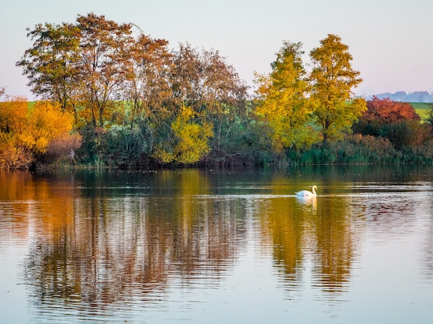 白鳥が浮かぶ川の色とりどりの秋の木々の反射_