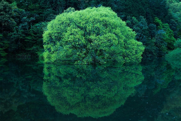 写真 湖で育つ植物の反射