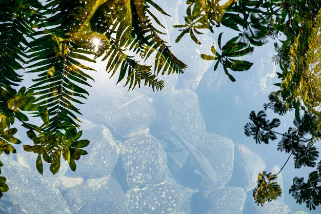 写真 木の葉の影で水に映る空と雲の反射