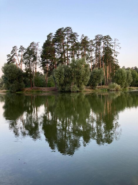 Фото Отражение деревьев в озере на чистом небе