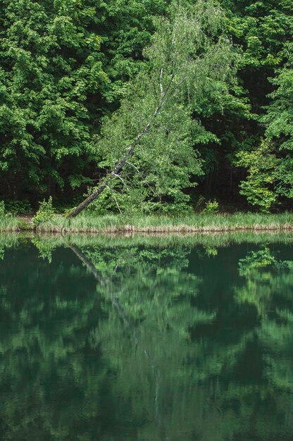 写真 湖の木の反射