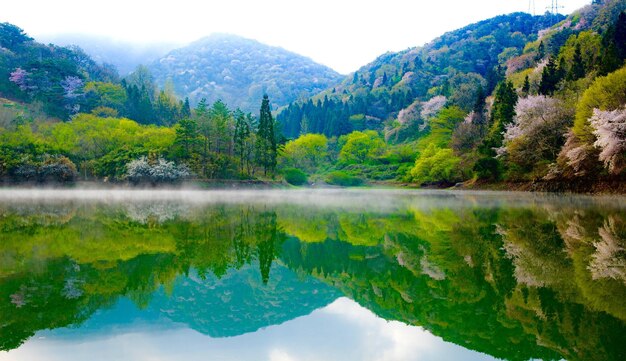 写真 湖の木の反射