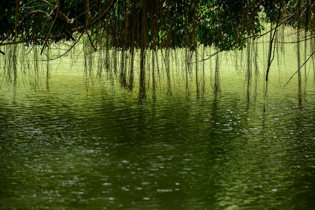 写真 湖の樹木の反射