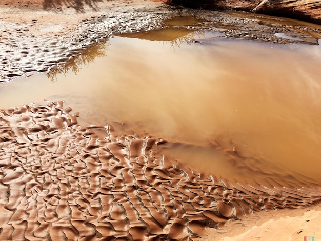 写真 水の中の木の反射