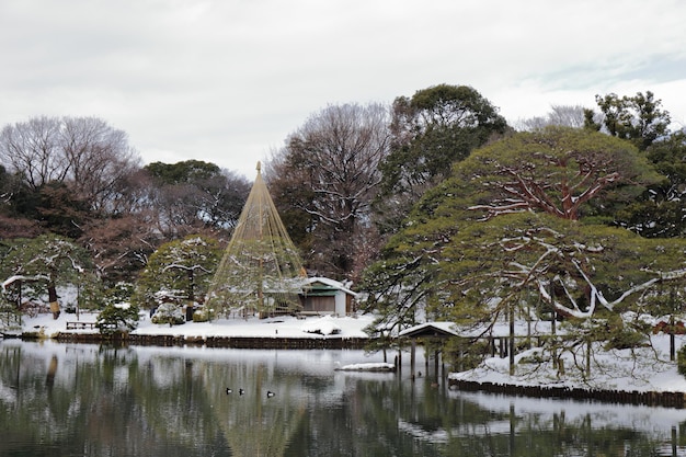 写真 水の中の木の反射