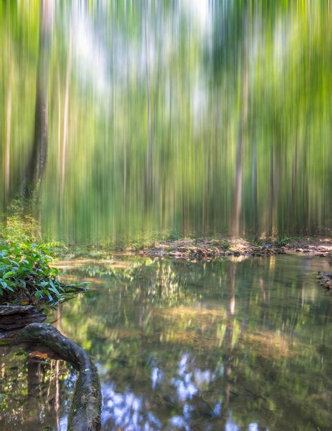 Фото Отражение деревьев в воде