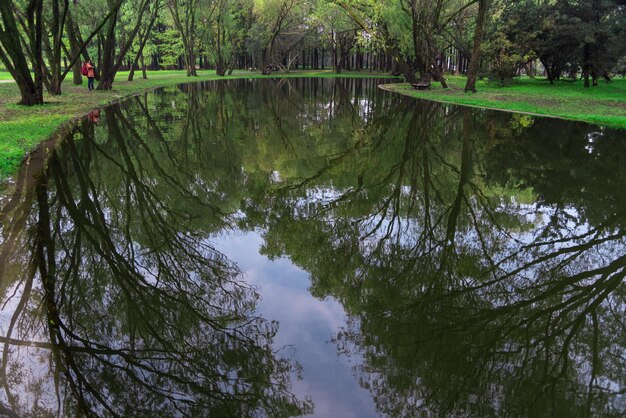 Фото Отражение деревьев в воде