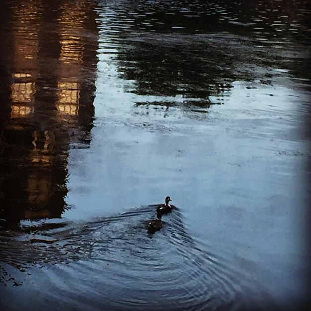 Фото Отражение деревьев в воде