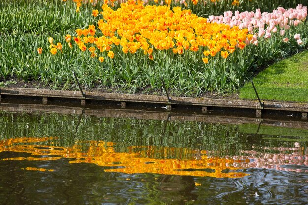 写真 池の黄色いチューリップの反射